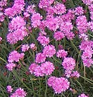 Armeria maritima rubrifolia 