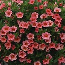 Calibrachoa Callie Coral Star Pink 