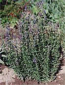 Hyssop 