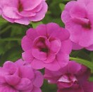 Calibrachoa Mini Famous Double Pink 