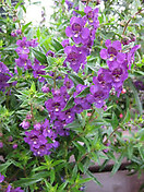 Angelonia Angelmist Plum Deep imp 