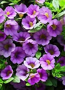 Calibrachoa Lavender 