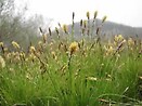 Carex pensylvanica 