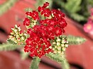 Achillea millefolium 'Red Velvet'