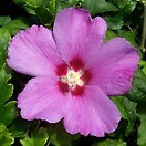 Hibiscus violet satin tree 