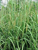 Andropogon gerardii 