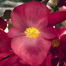 Begonia Whopper Red Bronze Leaf 