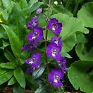 Angelonia Angelface Blue 