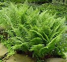 Athyrium filix-femina 