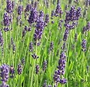 Lavendar Hidcote 