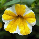 Calibrachoa Superbells Lemon Slice 