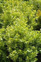 Buxus semp suffruticosa dwf 