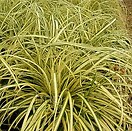 Carex oshimensis evergold 