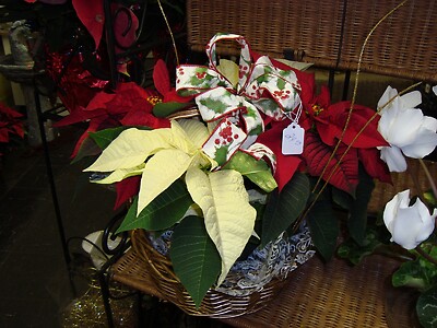 Red &amp; White Poinsettia