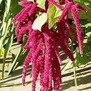 Amaranth Love Lies Bleeding 