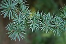 Cedrus Atlantica Glauca 