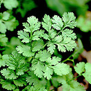 Cilantro 