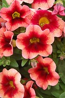 Calibrachoa Superbells Over Easy 