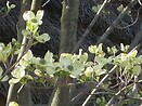 Cornus florida `cherokee princess` 