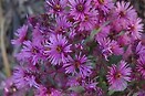 Aster woods pink 