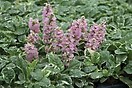 Ajuga reptans pink lightning 