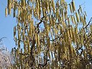 Corylus av contorta 