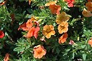 Calibrachoa Superbells Dreamsicle 