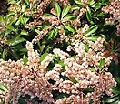 Pieris japonica `dorothy wycoff` 