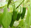 Jalapeno