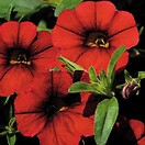 Calibrachoa Mini Famous Vampire Evolution Red 