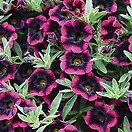 Calibrachoa Superbells Blackberry Punch 