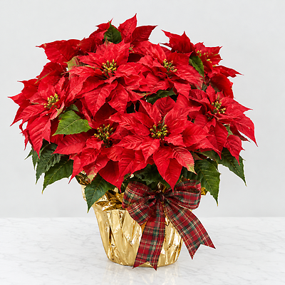 Happiest Holidays Poinsettia