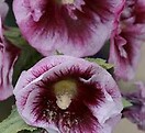 Alcea rosea crme de cassis 