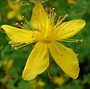 St. Johnswort 