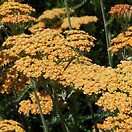 Achillea terracotta 