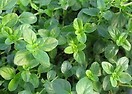 Thyme Oregano 