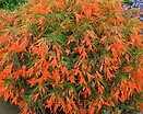 Begonia Bonfire Orange 