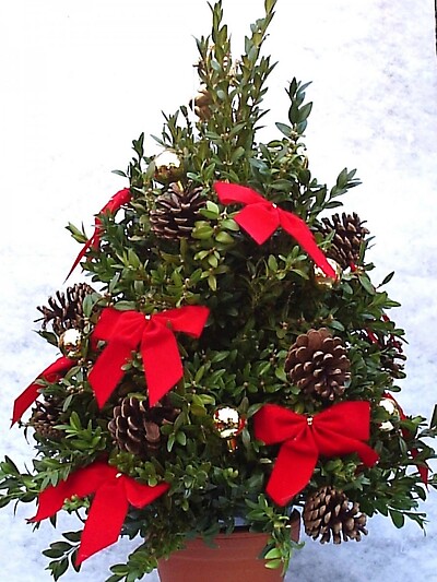 Boxwood Christmas tree