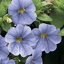 Calibrachoa Callie Coral Light Blue 