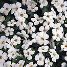 Bacopa Abunda Giant White 