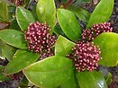 Skimmia japonica-male 