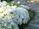 Campanula carpatica pearl white 