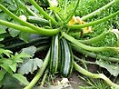 Summer Squash Green zucchini