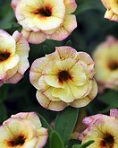 Calibrachoa Mini Famous Double Rose Chai 