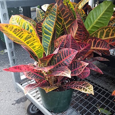 Croton