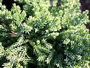 Juniperus procumbens `nana` 