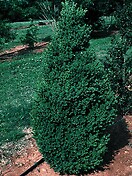 Buxus green mountain 