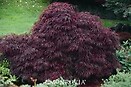 Acer palm dis. `red dragon` 