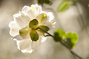 Anemone x hybrida whirlwind 