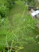 Fennel 